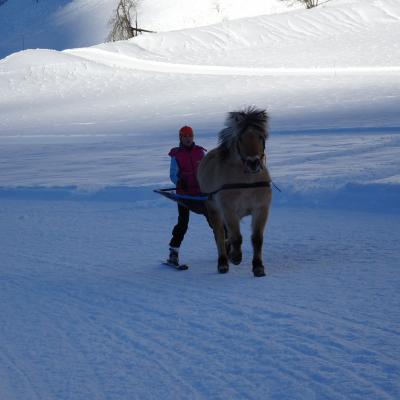 Ski joëring and Horses activities